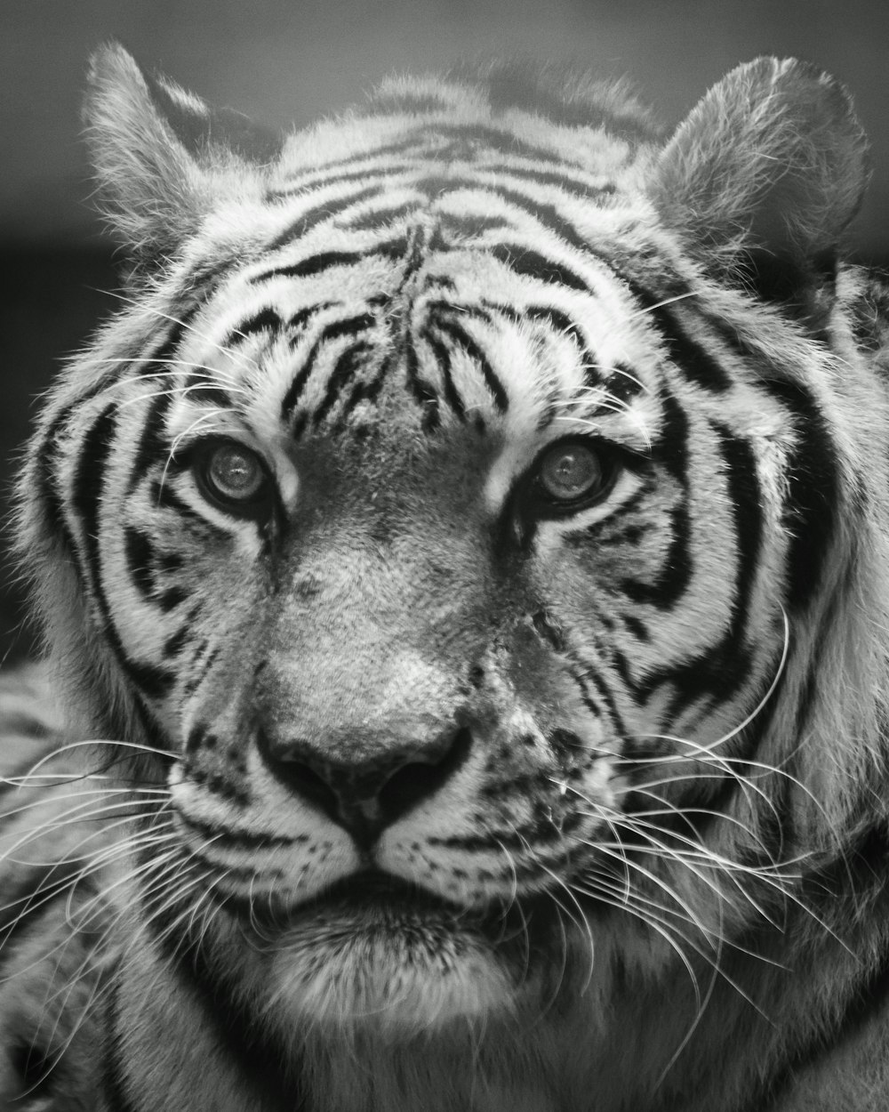 a black and white photo of a tiger