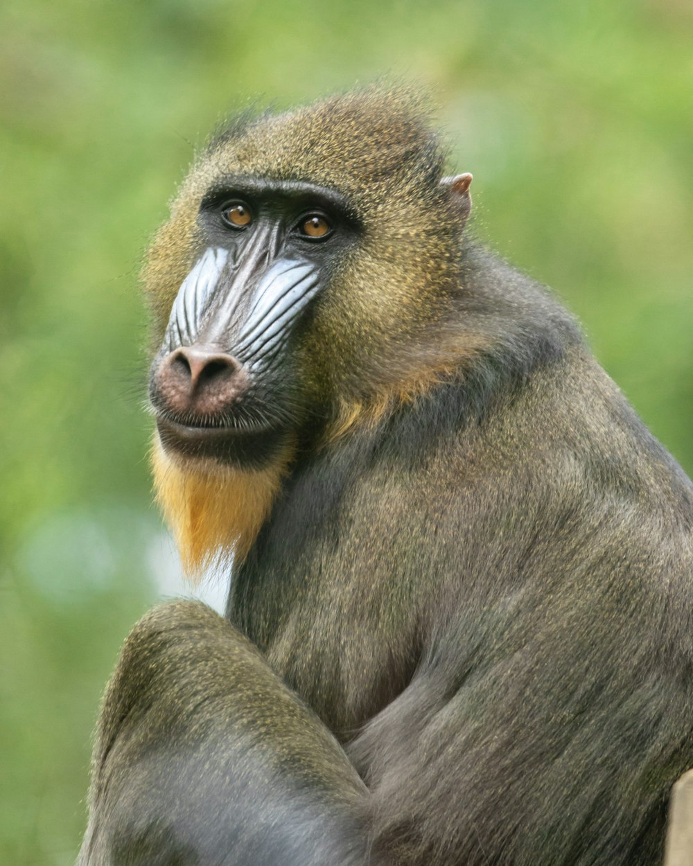 a close up of a monkey with a blurry background