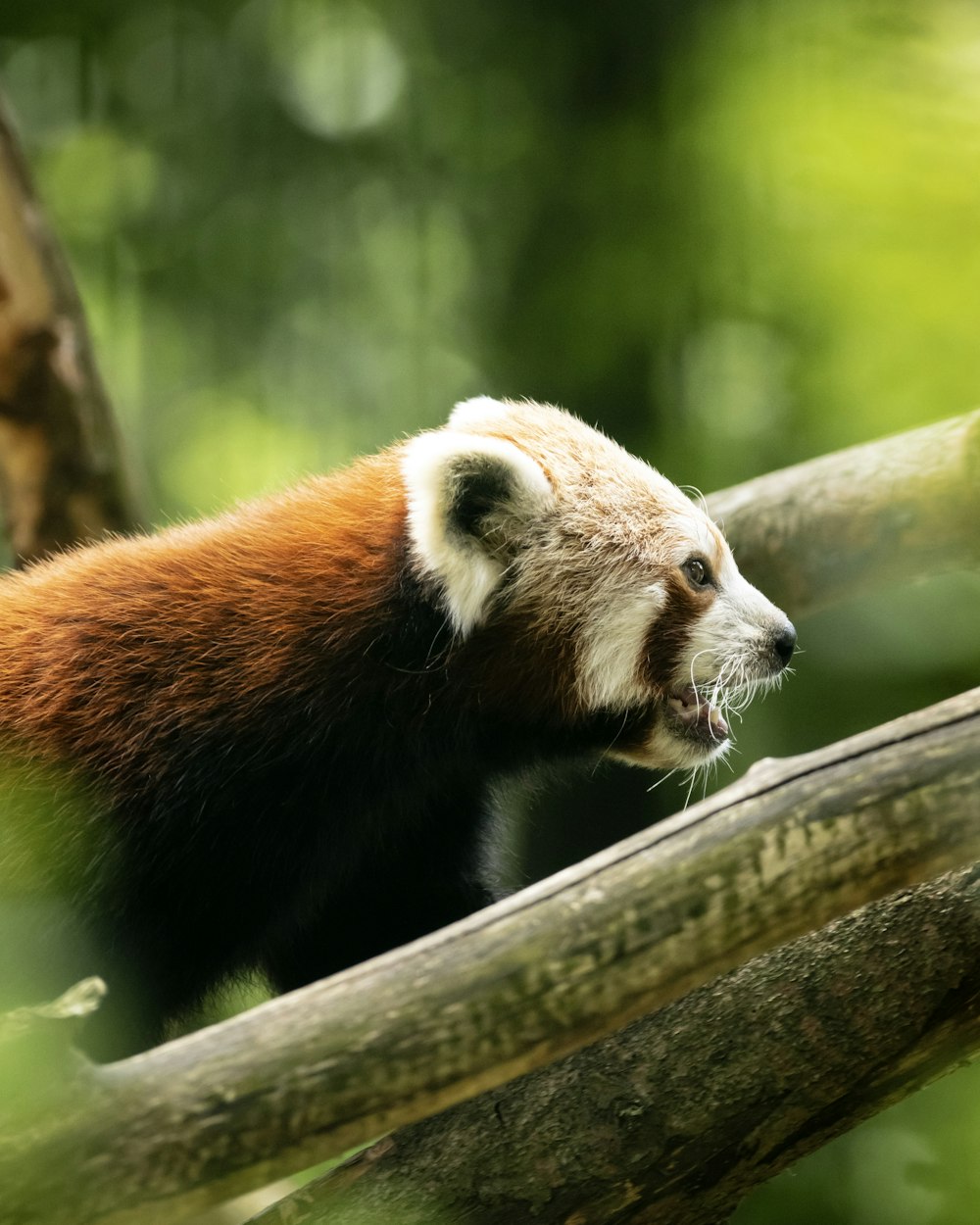 a brown and white animal on a tree branch