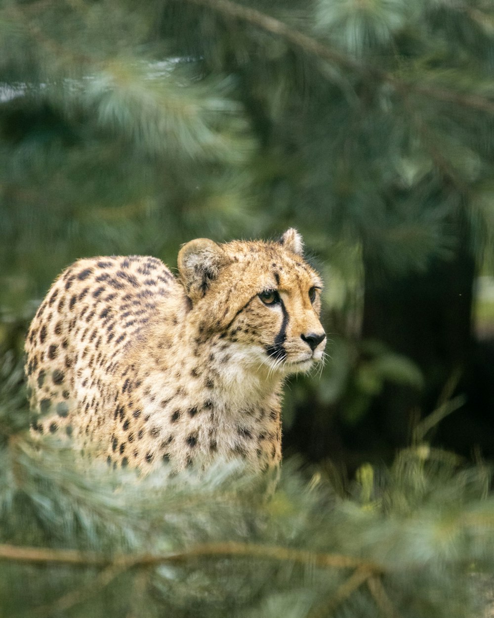 a cheetah is sitting in a pine tree