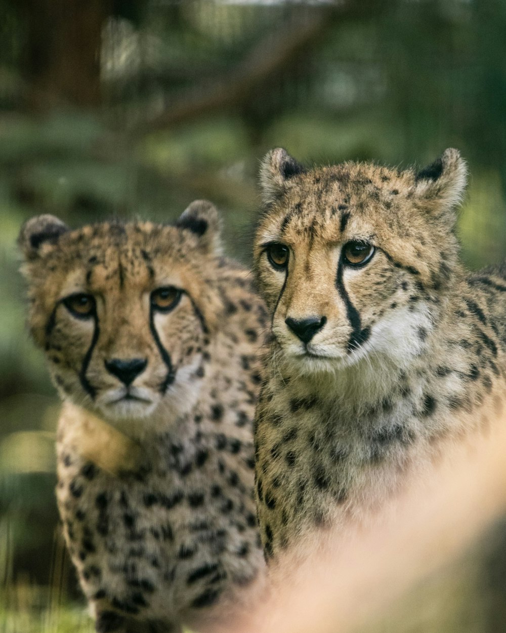 Un par de guepardos parados uno al lado del otro