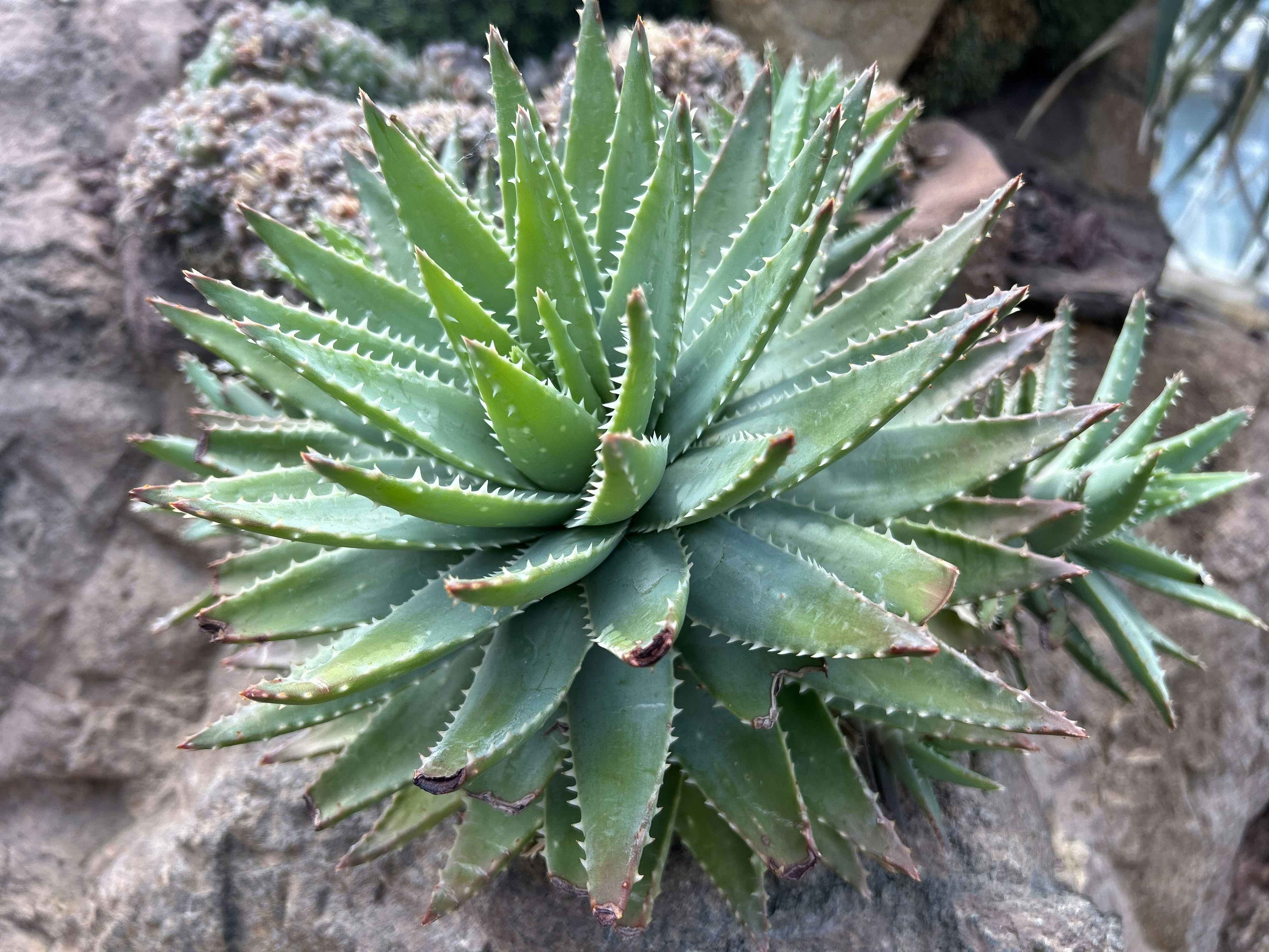 מוצרי אלוורה