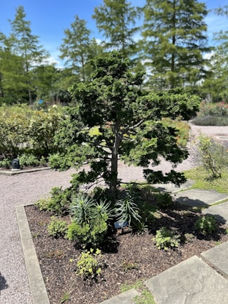 A well-maintained garden features a small, beautifully shaped conifer tree planted in a square plot surrounded by a pebble pathway. The lush greenery includes various shrubs and plants. Tall deciduous trees in the background add depth to the scene under the bright blue sky.