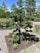A well-maintained garden features a small, beautifully shaped conifer tree planted in a square plot surrounded by a pebble pathway. The lush greenery includes various shrubs and plants. Tall deciduous trees in the background add depth to the scene under the bright blue sky.