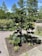 A well-maintained garden features a small, beautifully shaped conifer tree planted in a square plot surrounded by a pebble pathway. The lush greenery includes various shrubs and plants. Tall deciduous trees in the background add depth to the scene under the bright blue sky.