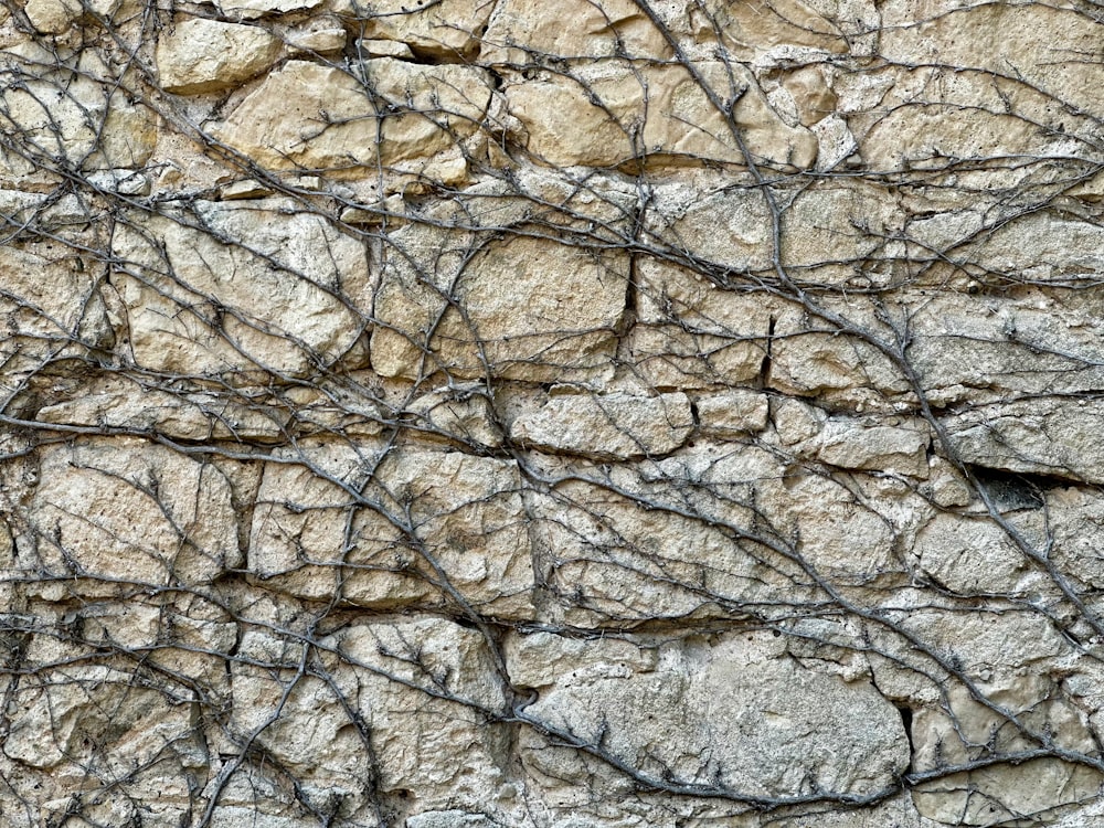 a stone wall with vines growing on it