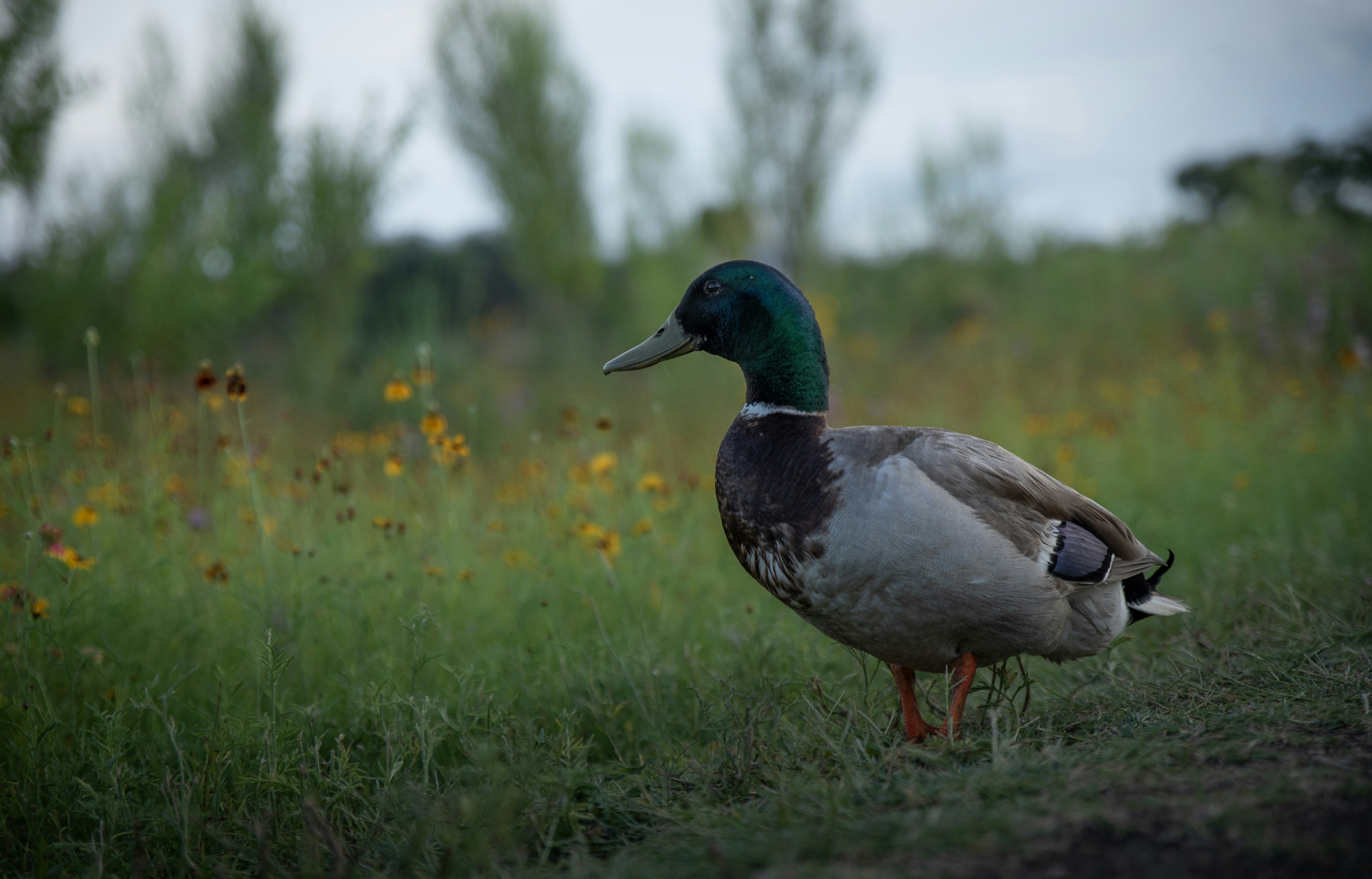 A duck standing in a field of grass photo – Free Teal Image on Unsplash