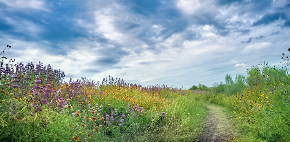 a dirt road surrounded by tall grass and flowers