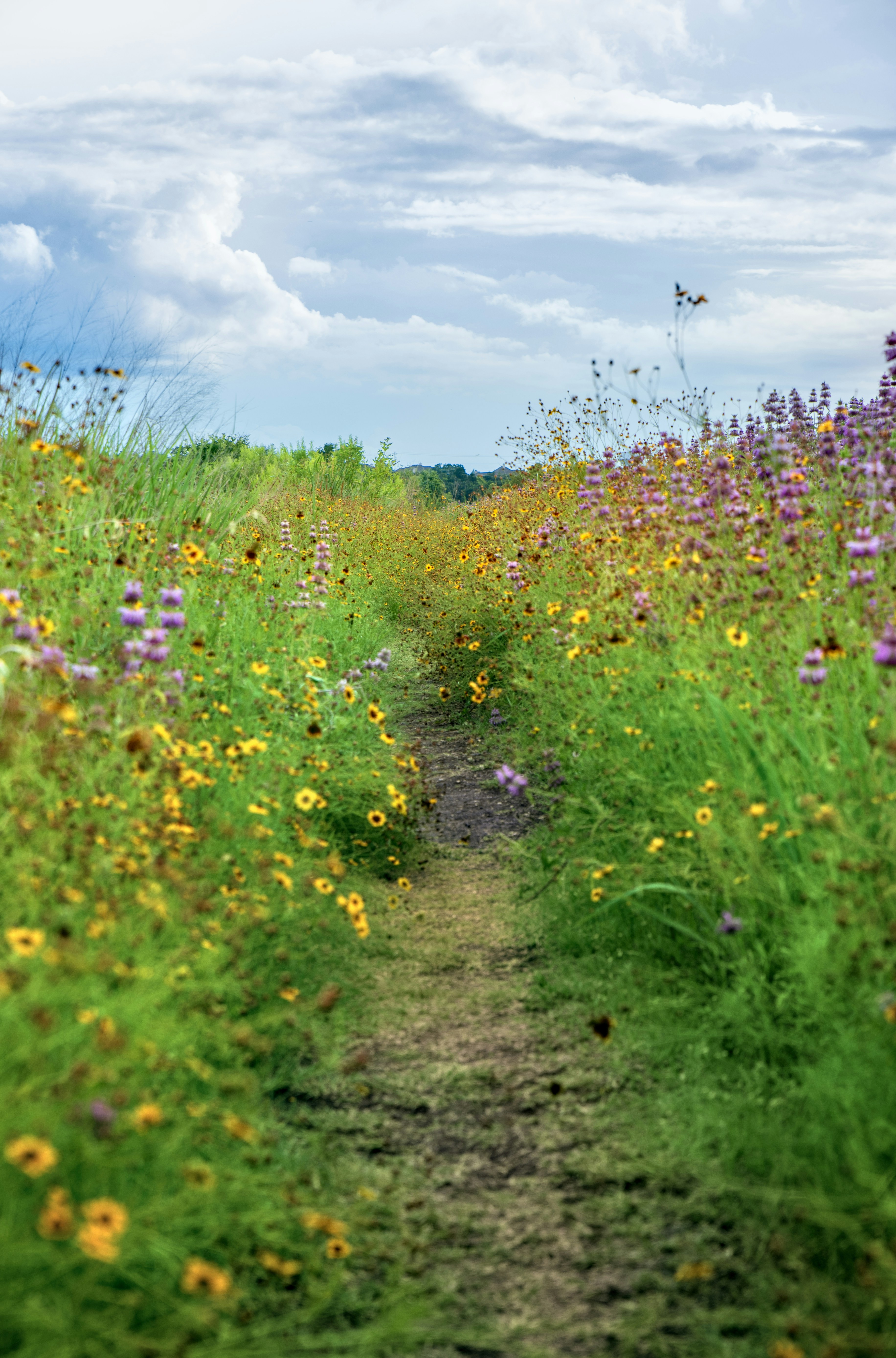 mitukiさま専用（原画）実りの花畑 ほか　8点おまとめ MICHIRUより 開花でしょうか？ ひっつき虫のような花が咲きまし