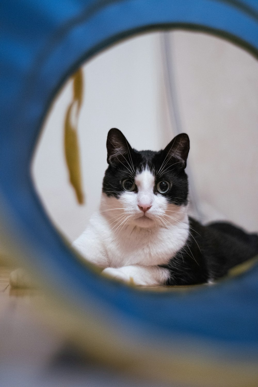 a black and white cat is looking through a hole