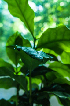 Close-up of vibrant green leaves in a sustainable garden setting under soft sunlight.