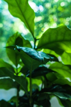 Close-up of green leaves thriving in natural soil with sunlight filtering through.