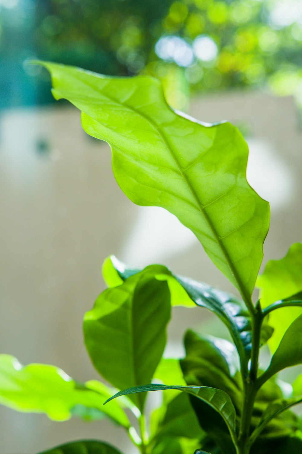 a close up of a plant with green leaves