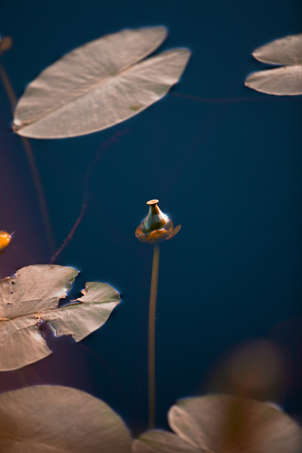 a close up of a flower with leaves in the background