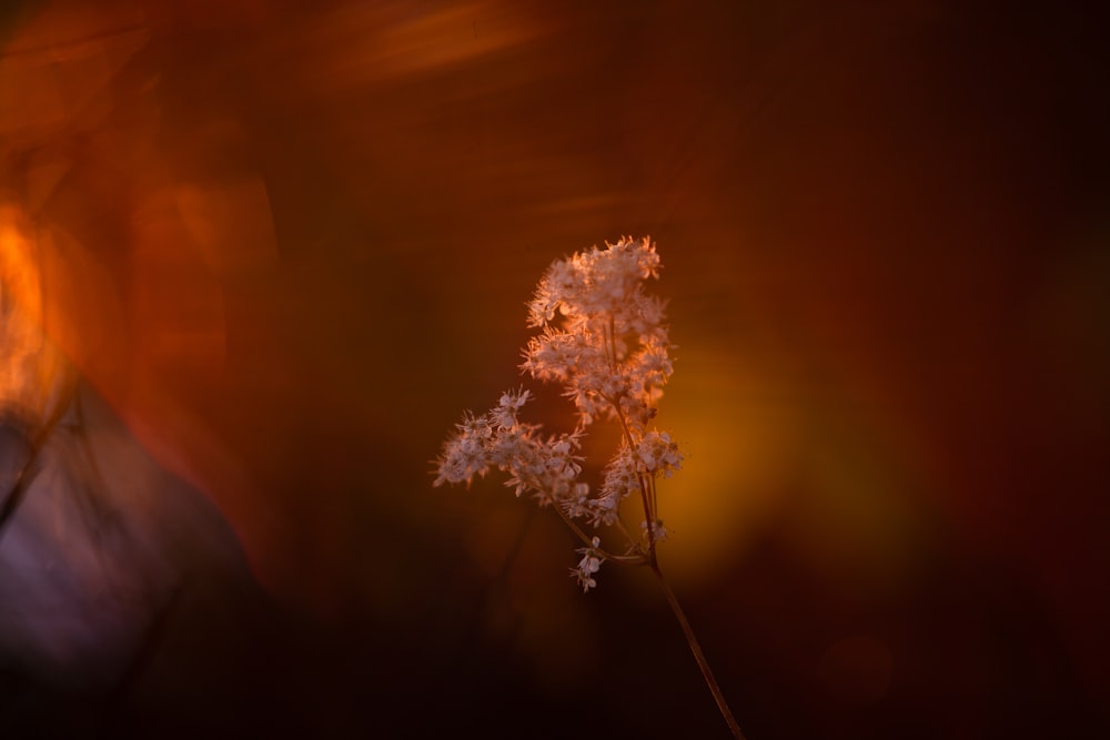 a blurry photo of a flower in a vase