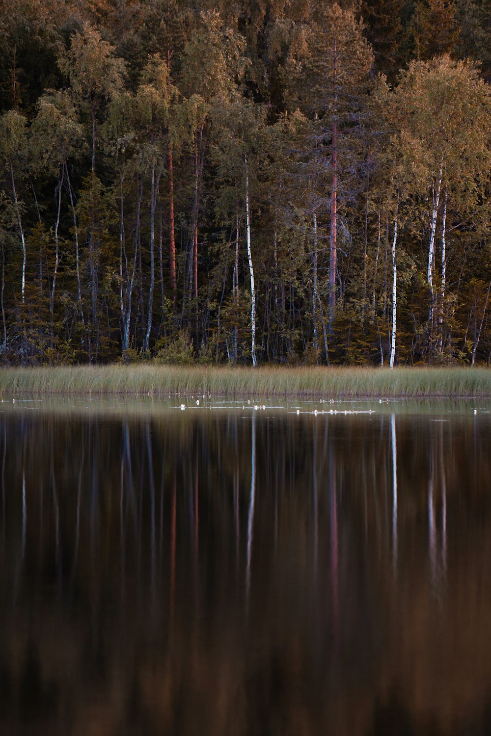 a large body of water surrounded by trees