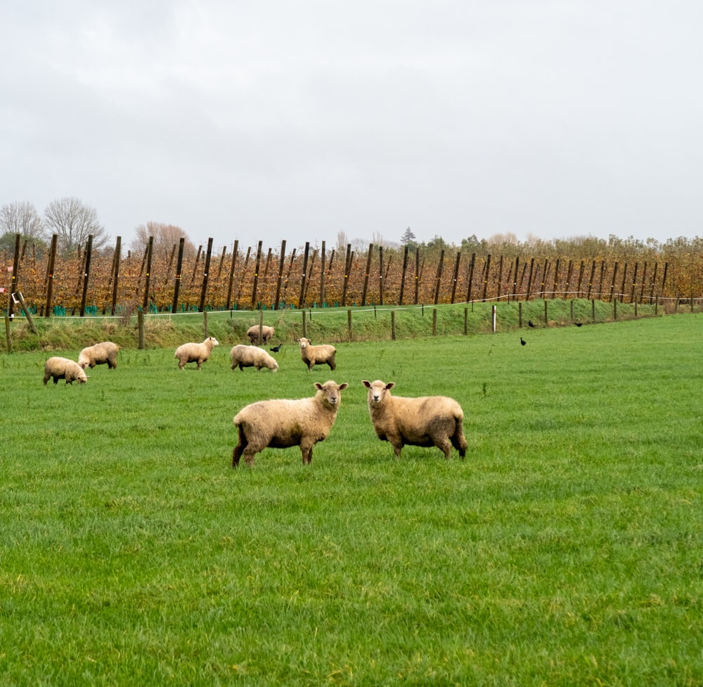 a herd of sheep standing on top of a lush green field