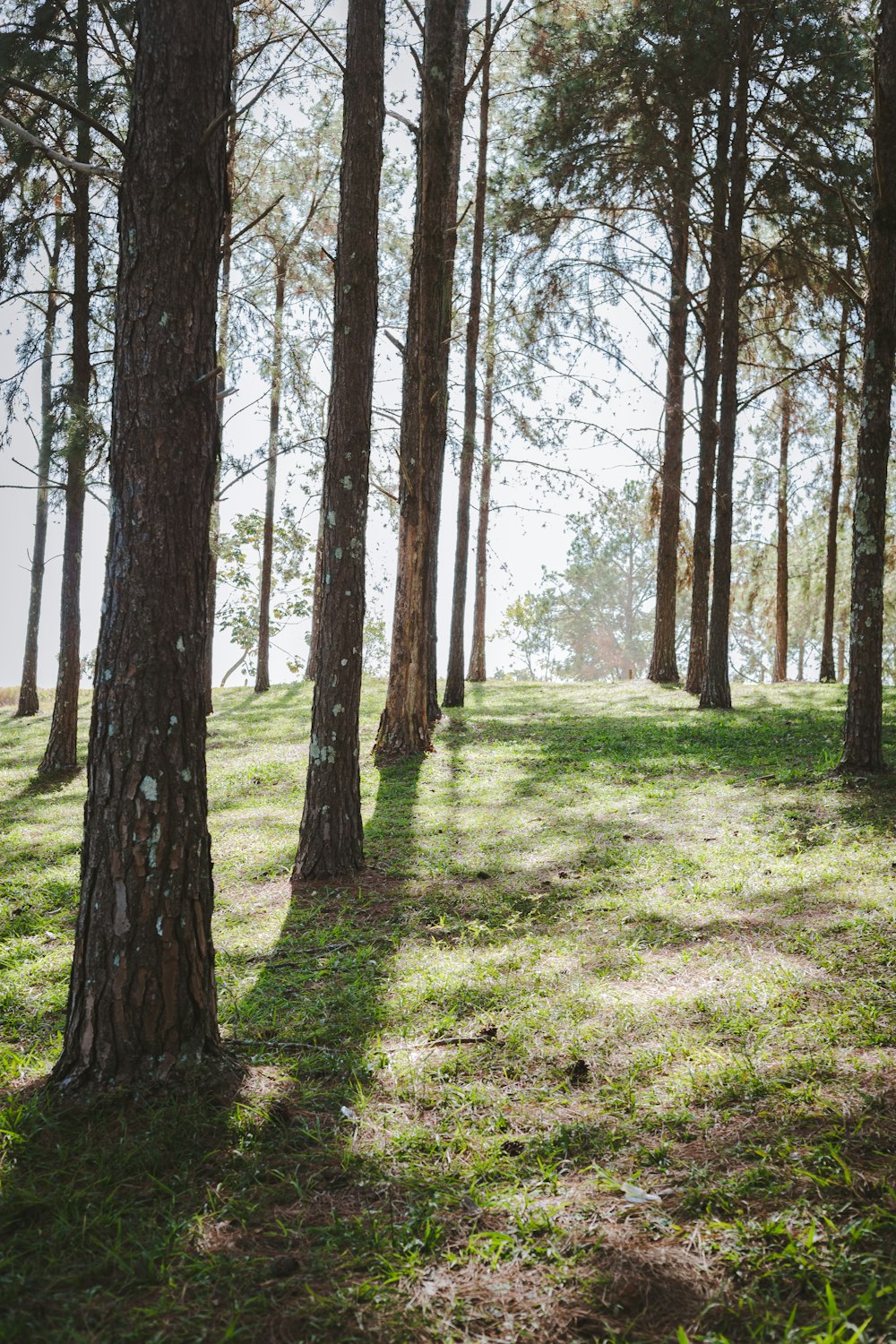 a grassy field surrounded by trees and grass