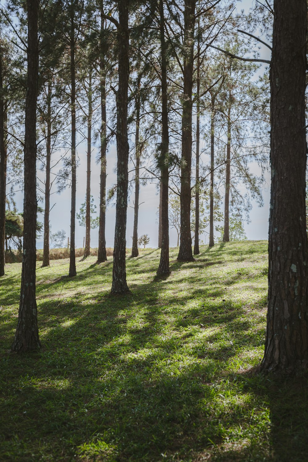 a grassy field with trees and water in the background