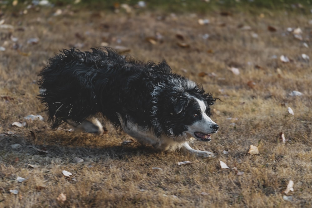 a black and white dog running through a field