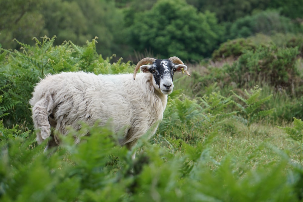 a ram standing in a field of tall grass