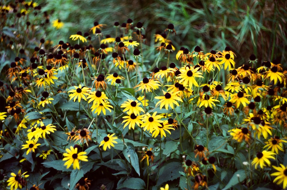 a field full of yellow and black flowers