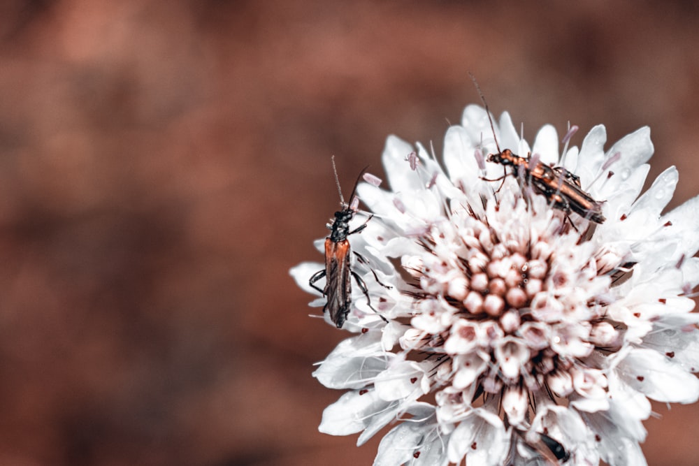 two bugs are sitting on a white flower