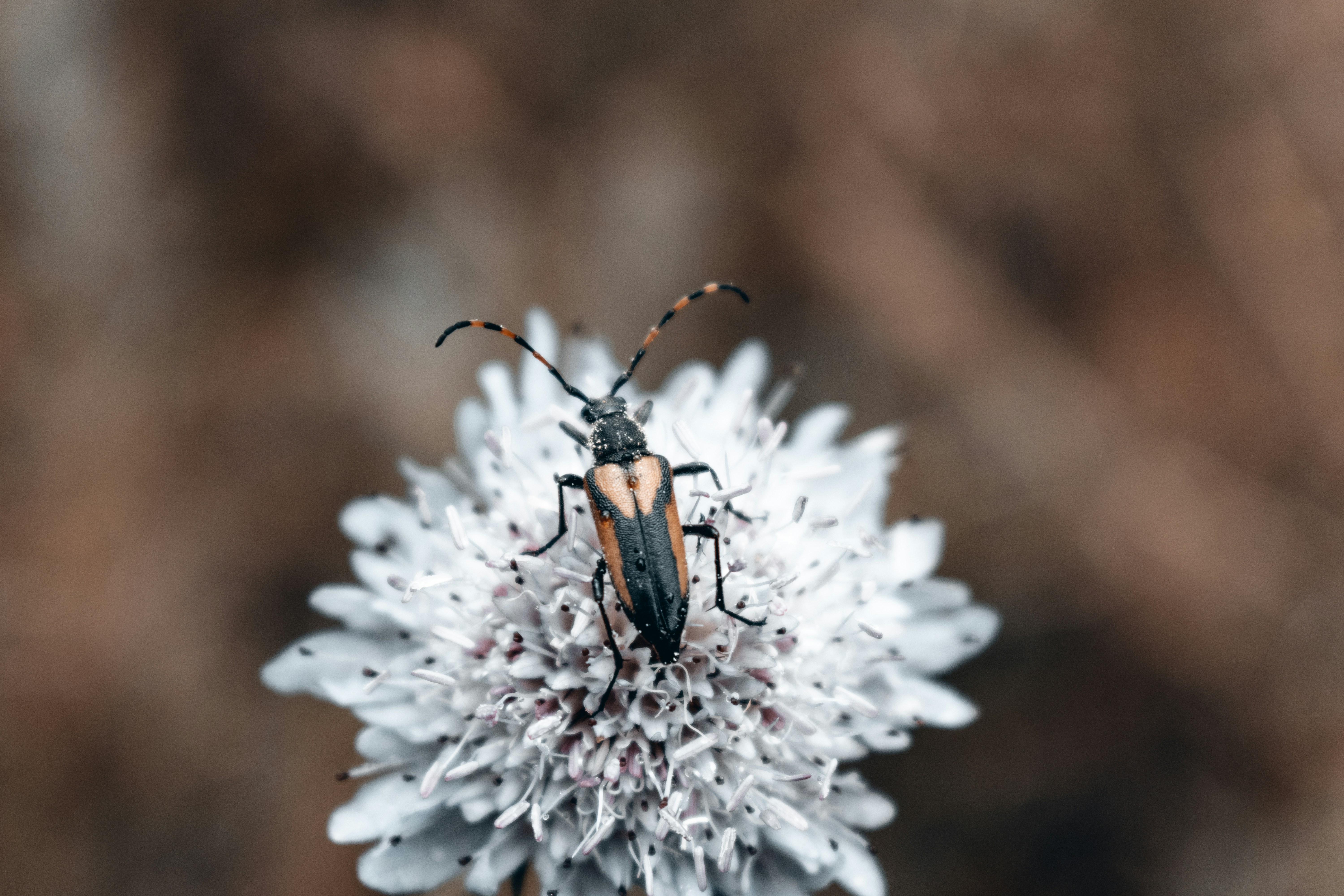 A bug sitting on top of a white flower photo – Free Image on Unsplash