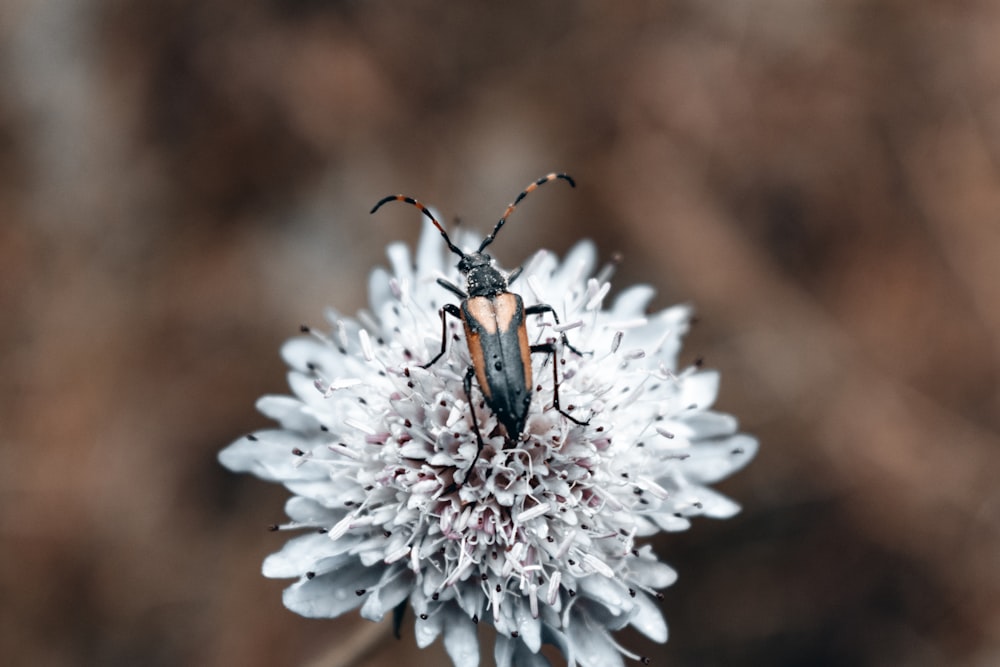 a bug sitting on top of a white flower