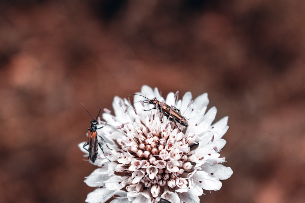 two bugs are sitting on a white flower