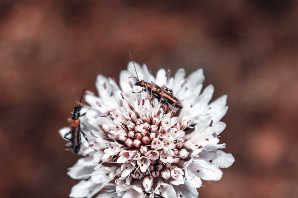 two bugs are sitting on a white flower