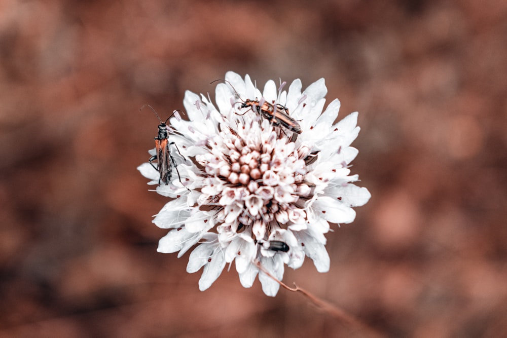 two bugs are sitting on a white flower