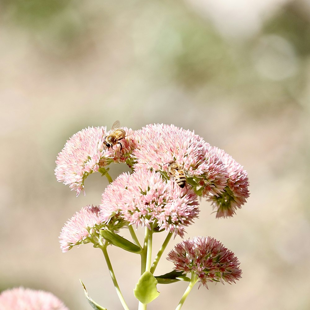 a close up of a flower with a bee on it