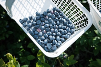 a couple of white baskets filled with blueberries