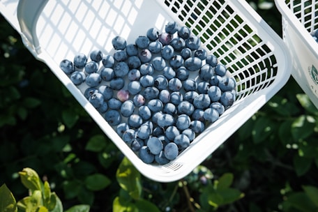 a couple of white baskets filled with blueberries