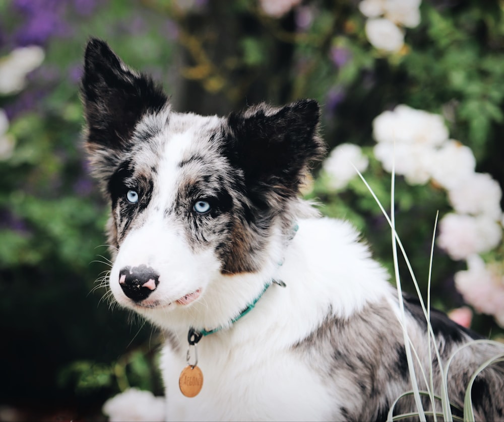 a close up of a dog in a field of flowers