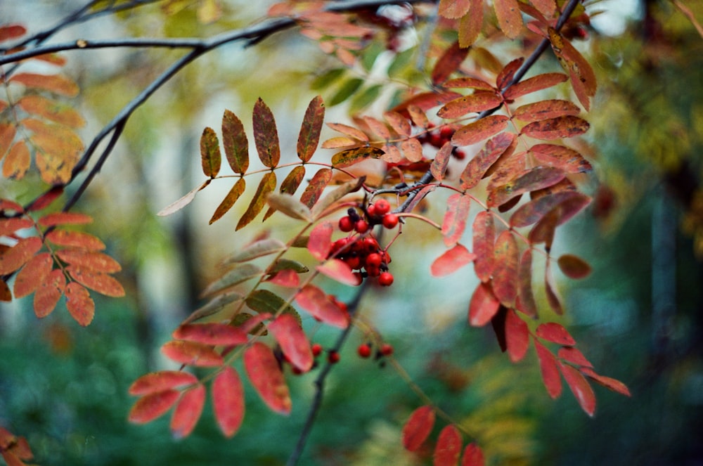 a branch with red leaves and berries on it