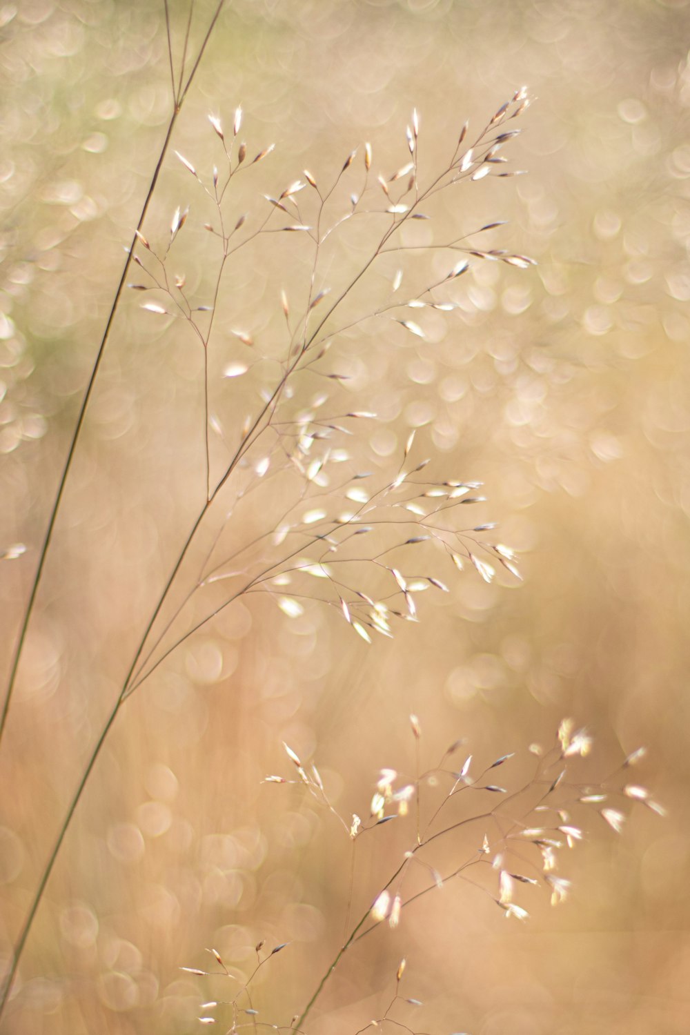 a close up of a plant with water droplets on it