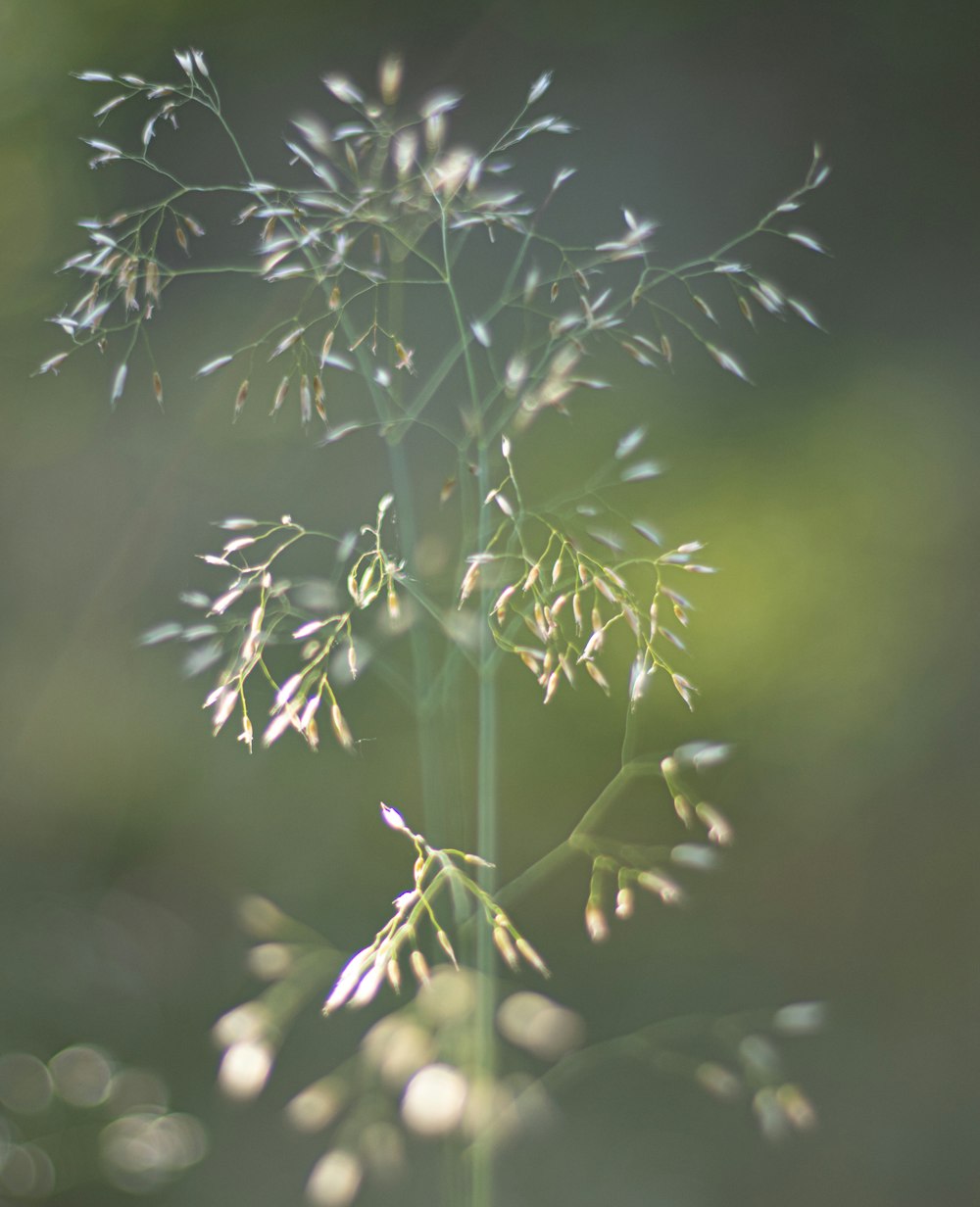 a close up of a plant with lots of leaves