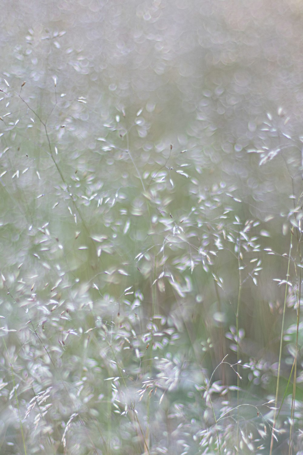 a blurry photo of a field of grass