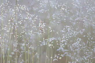 a bunch of white flowers in a field