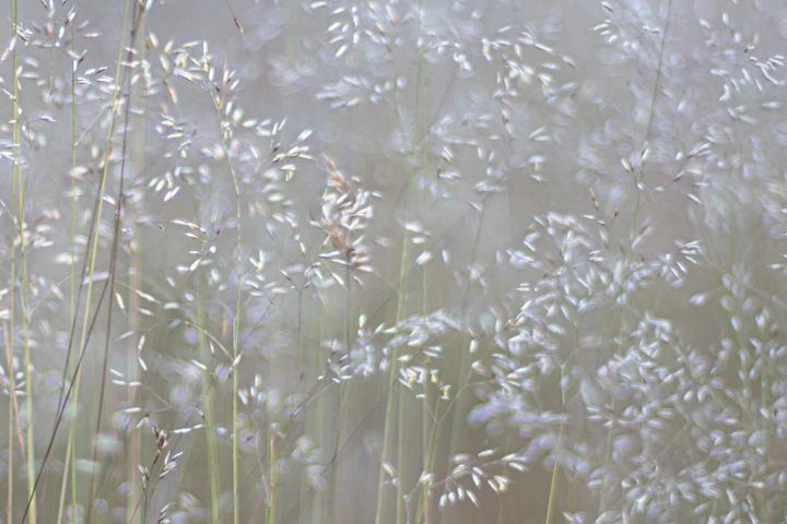 a bunch of white flowers in a field