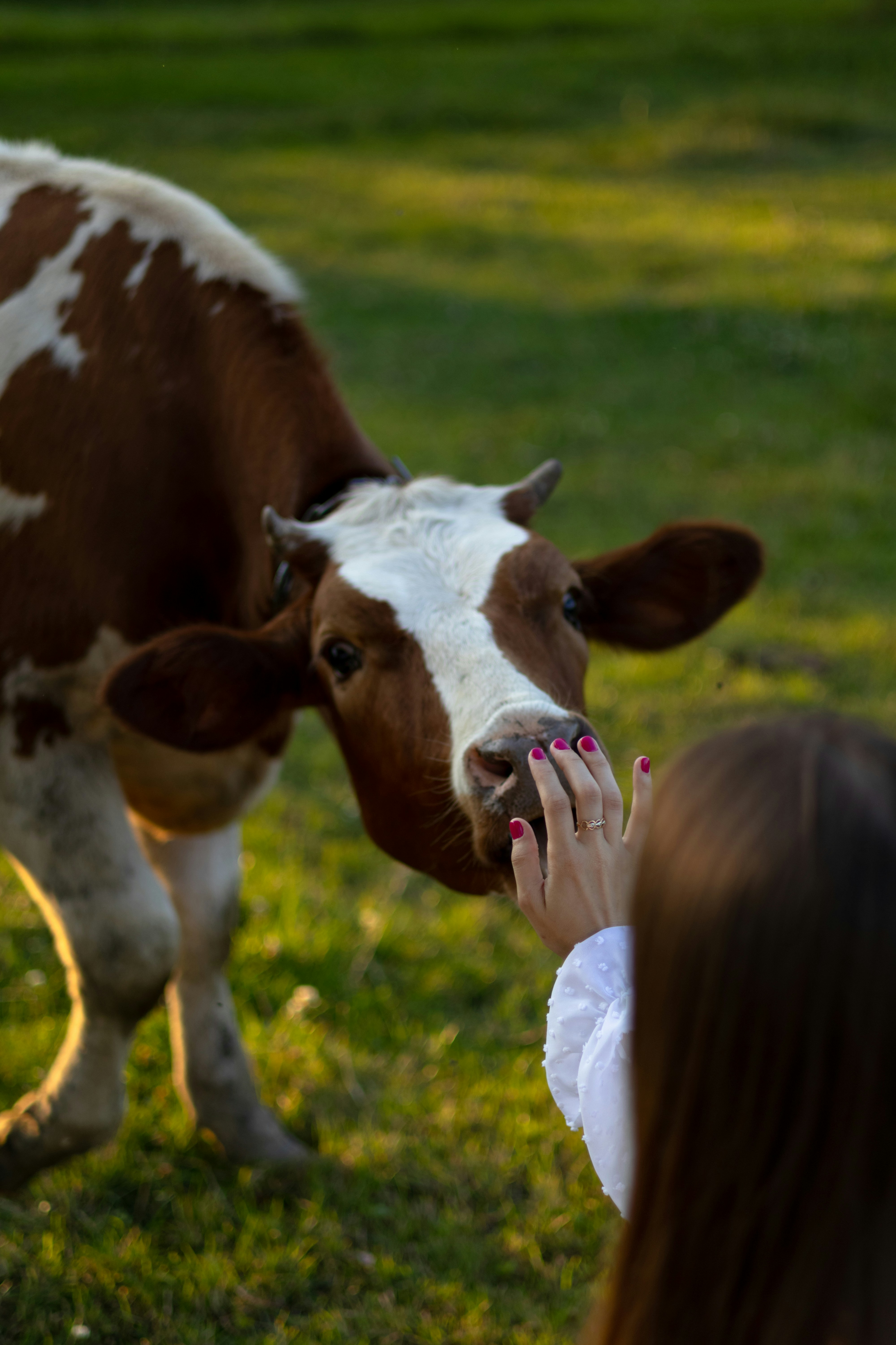 a woman is petting a brown and white cow