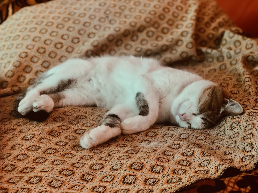 a cat laying on a bed with a blanket