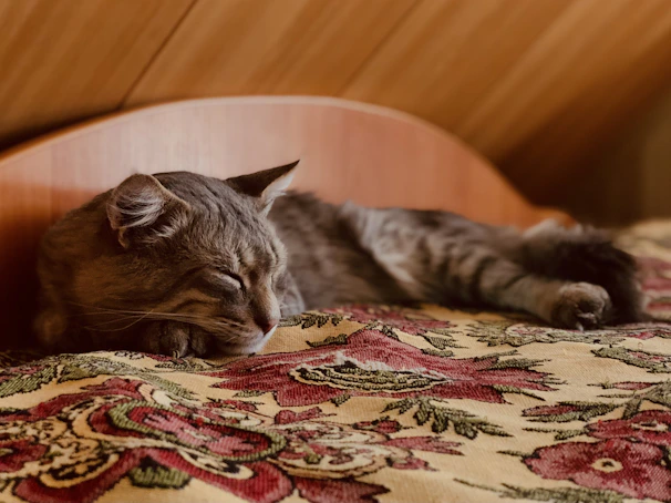 A peaceful boarding room with comfortable bedding where a relaxed cat naps during its stay.