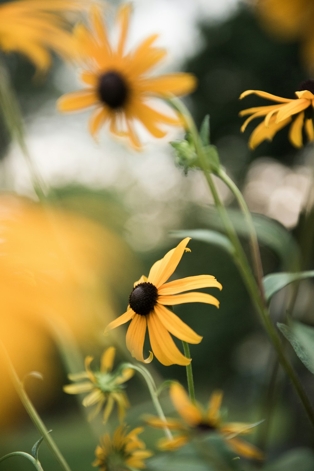 a close up of yellow flowers in a field