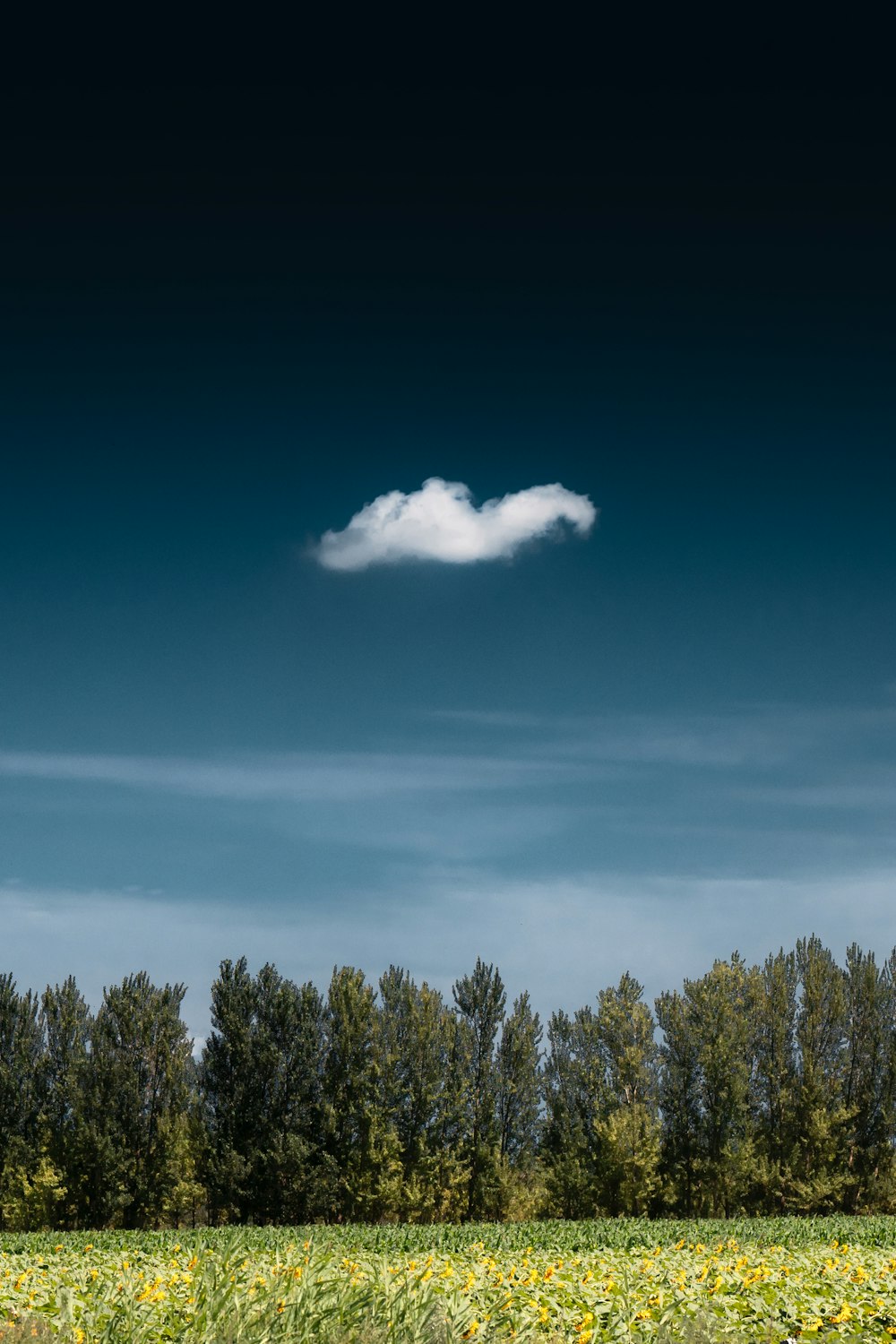 a lone cloud in the middle of a field of flowers