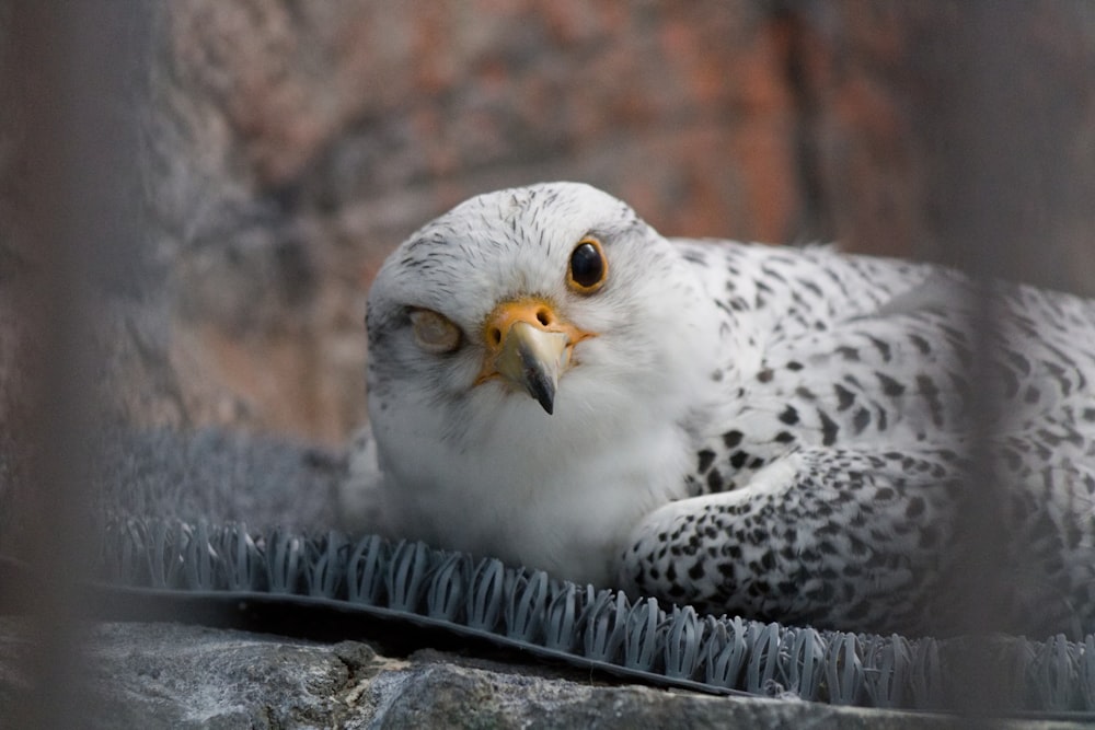 a close up of a bird of prey on a rock