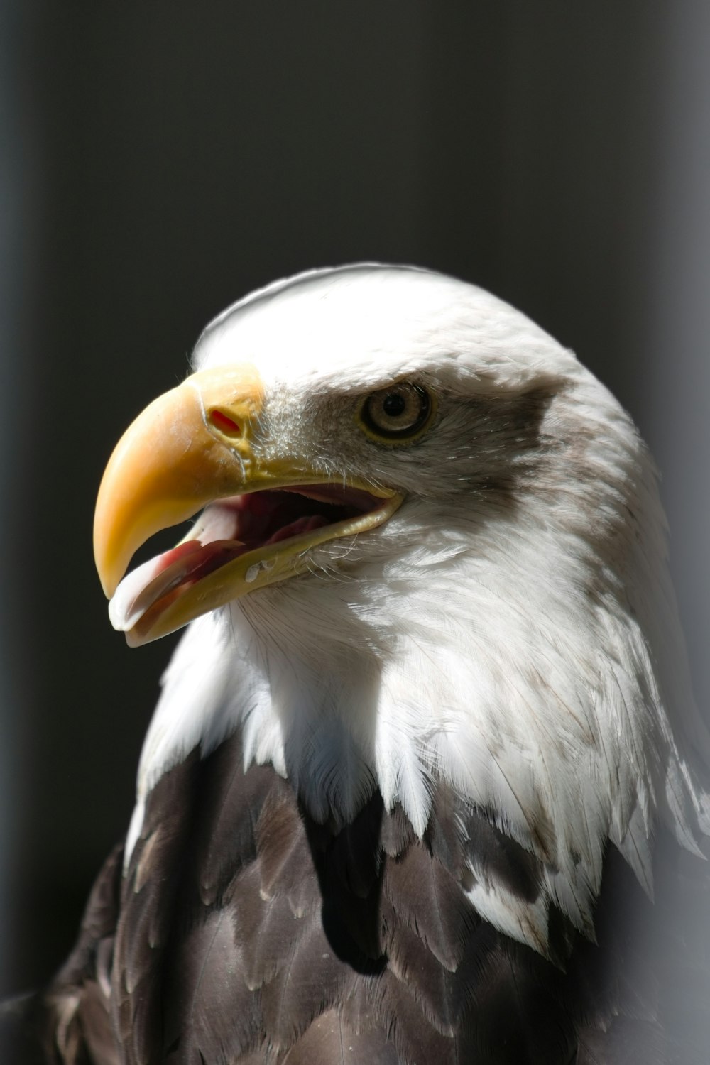 a close up of a bald eagle with a black background