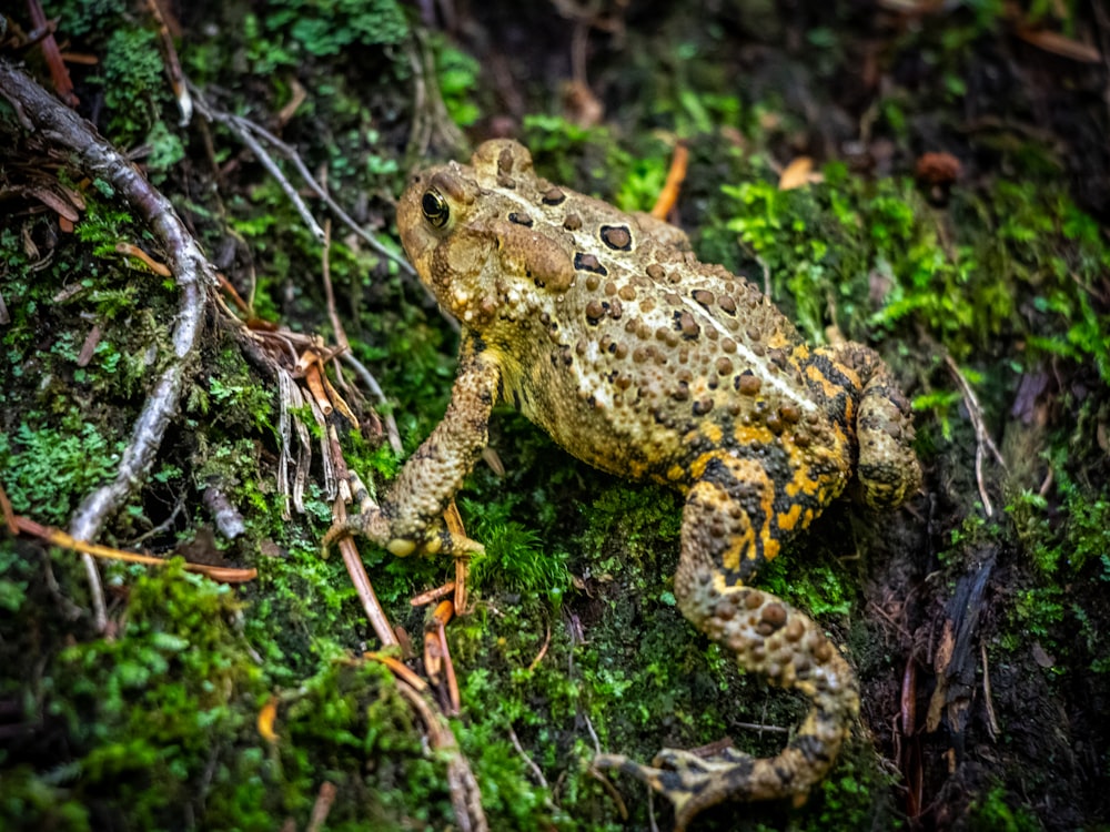 a frog is sitting on a mossy surface